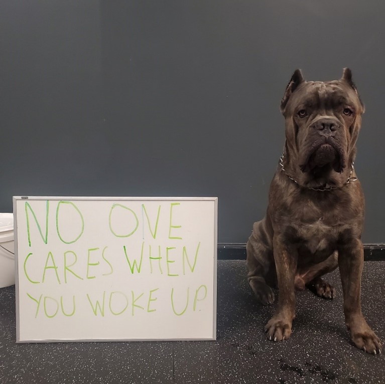 Dog sitting with a No One Cares When You Woke Up sign